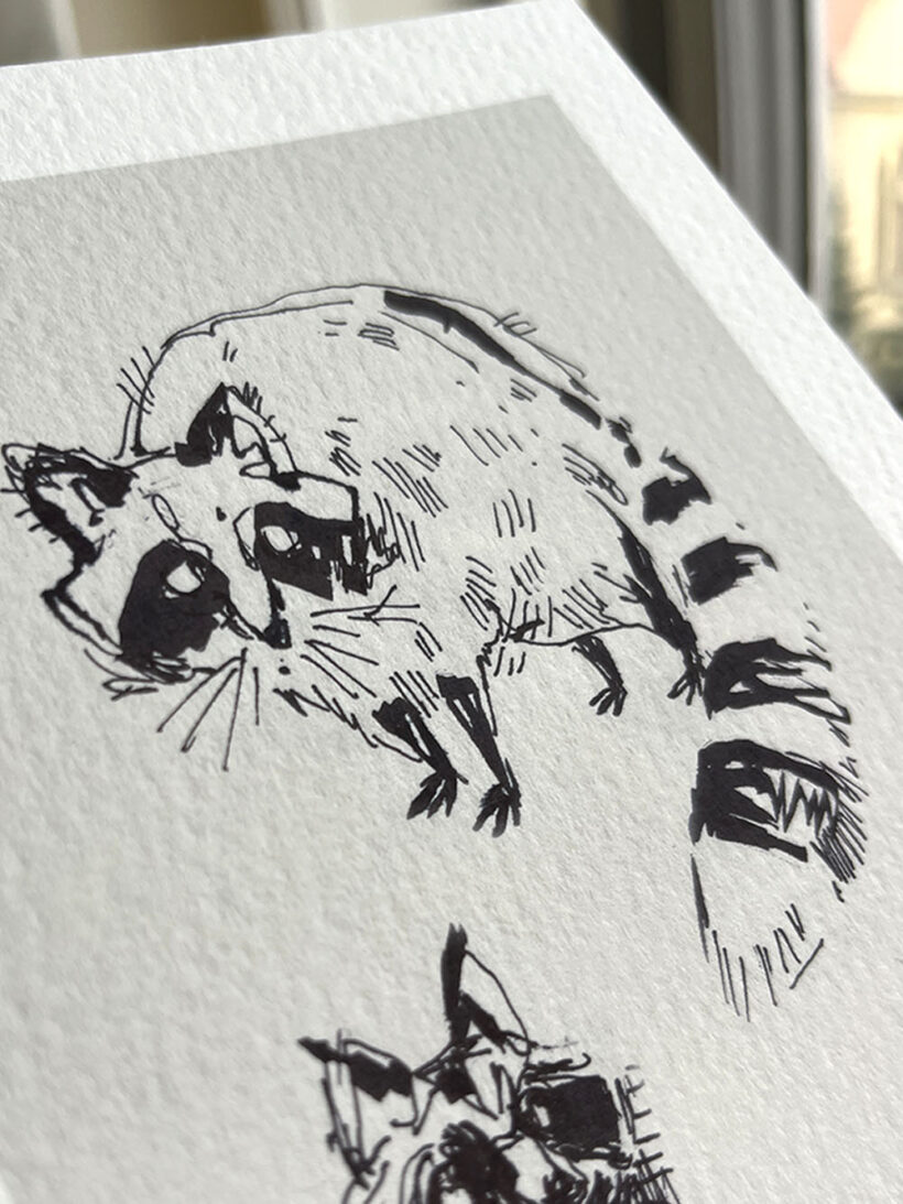 Sketchy raccoons by buttercatparadox.com