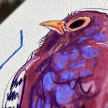 violet cuckoo by buttercatparadox.com