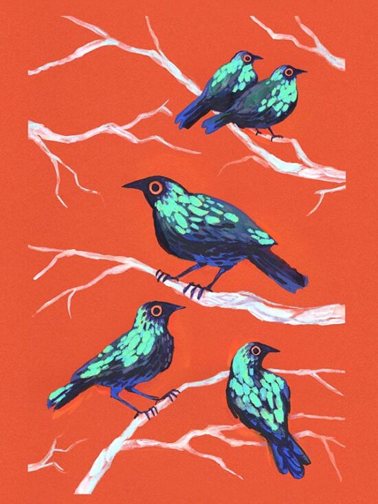 Art print depicting cape glossy starling birds on vivid red background. Printed on archival cotton paper, signed by the artist Tereza Kovandová aka Buttercat Paradox.